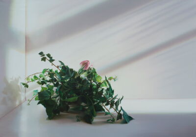 Ivy with Amaryllis, 2020, 70x100