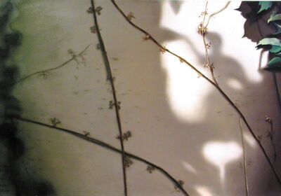 Vine I, 2001, 90 x 130