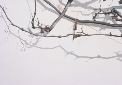 Bare Branches 1, 2007, 60x80