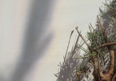 Scrub Pine, 2026, 130x200